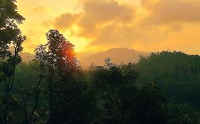 Green Jungle 